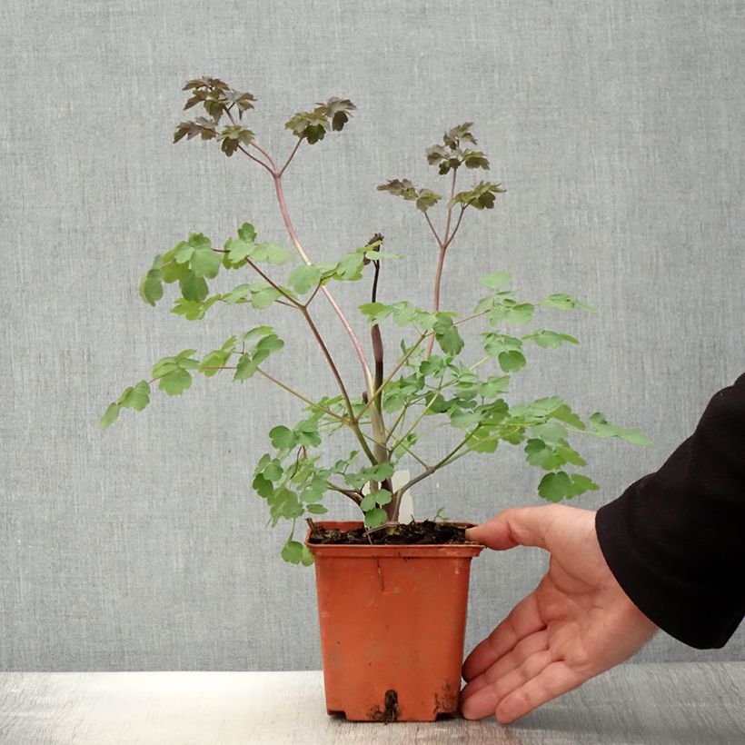 Thalictrum Elin Maceta 1L/1,5L Ejemplar entregado en la primavera