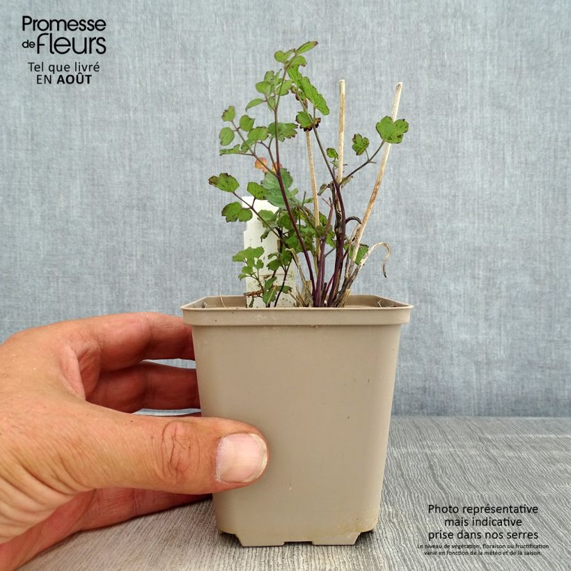Ejemplar de Thalictrum flavum subsp.glaucum Maceta de 8/9 cm entregado en verano