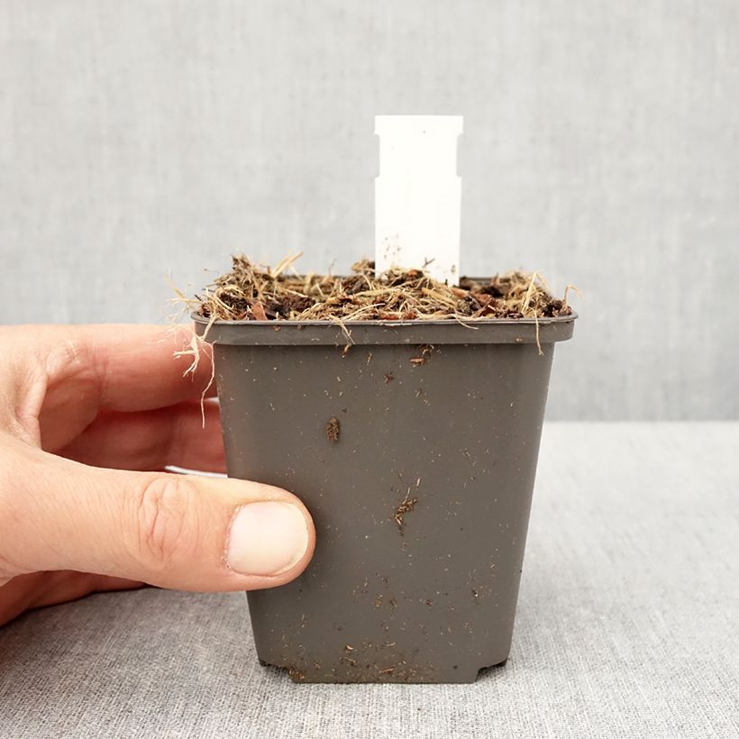 Thalictrum kiusianum Maceta de 8/9 cm Ejemplar entregado en la primavera