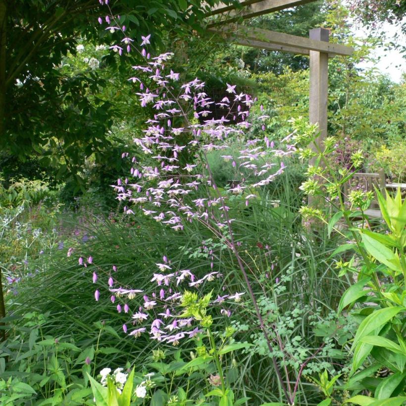 Thalictrum petaloideum (Porte)