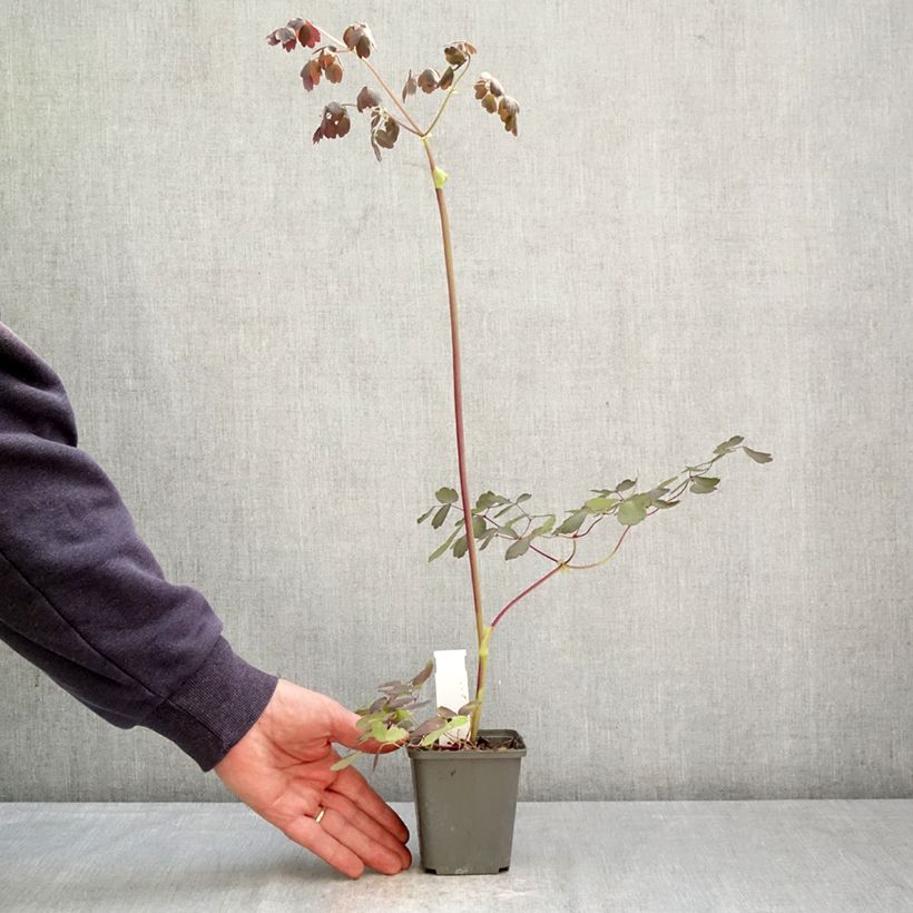 Thalictrum petaloideum Ghent Ebony Maceta de 8/9 cm Ejemplar entregado en la primavera