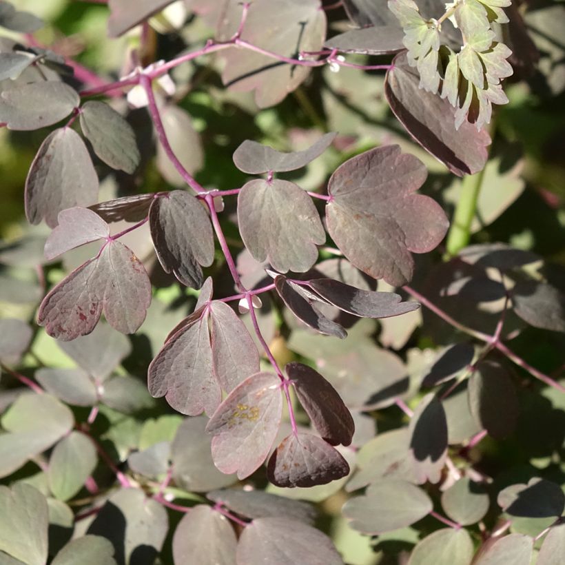 Thalictrum petaloideum Ghent Ebony (Follaje)