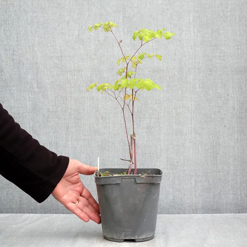 Ejemplar de Thalictrum rochebrunianum Maceta 2L/3L entregado en otoño