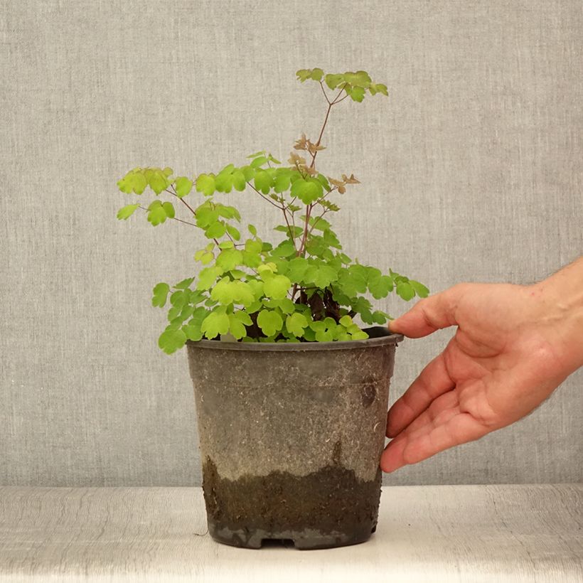 Ejemplar de Thalictrum rochebrunianum Maceta 2L/3L entregado en verano