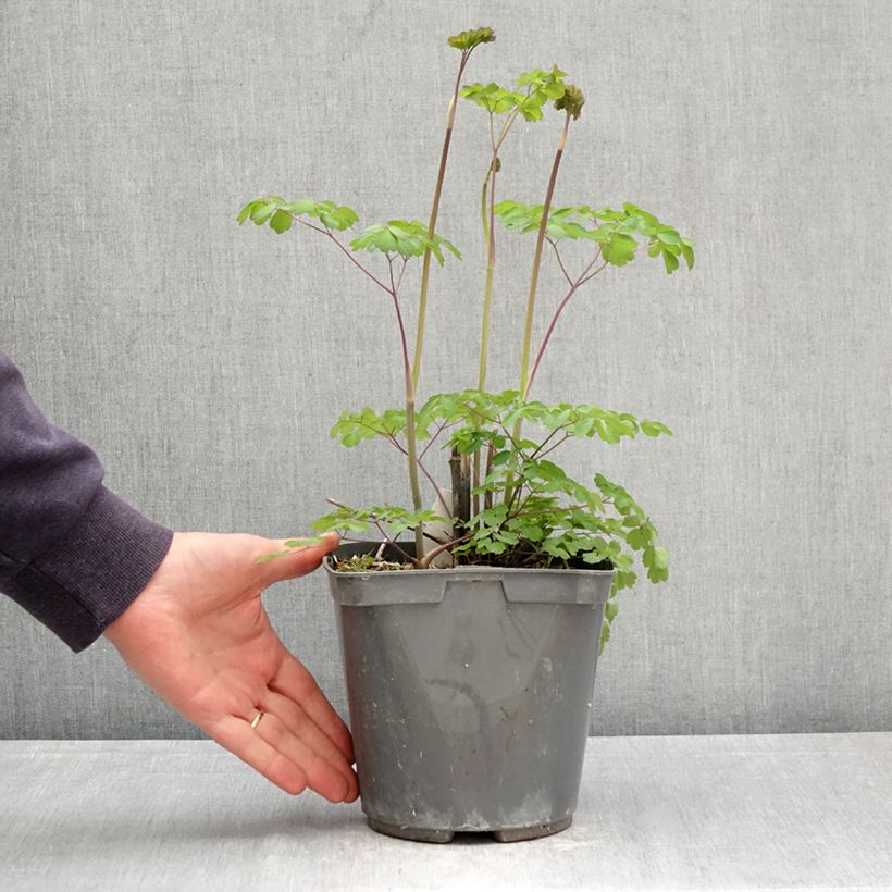 Thalictrum rochebrunianum Maceta 2L/3L Ejemplar entregado en la primavera