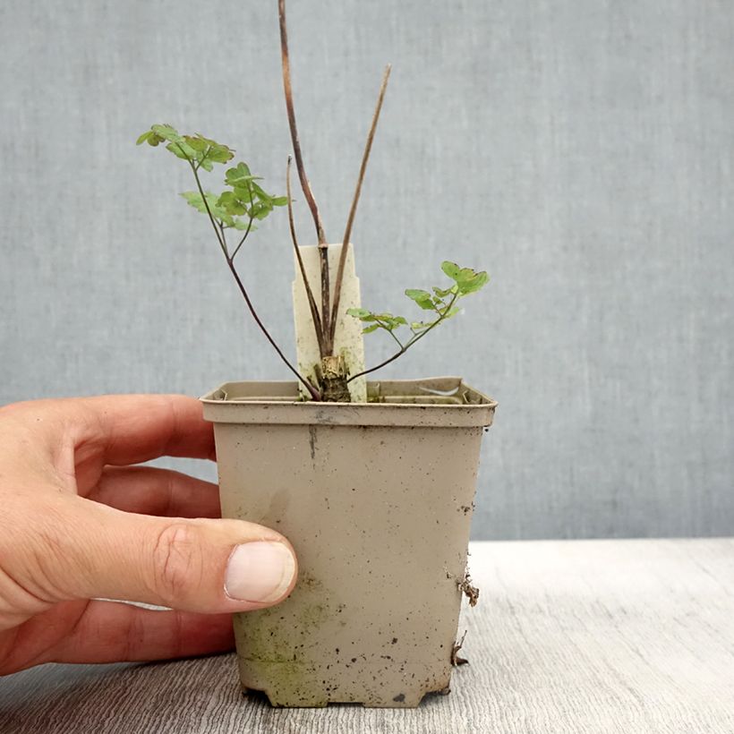 Ejemplar de Thalictrum sphaerostachyum Maceta de 8/9 cm entregado en otoño