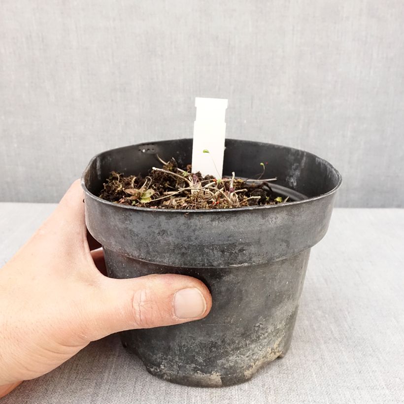 Thalictrum Yulia Maceta 2L/3L Ejemplar entregado en la primavera