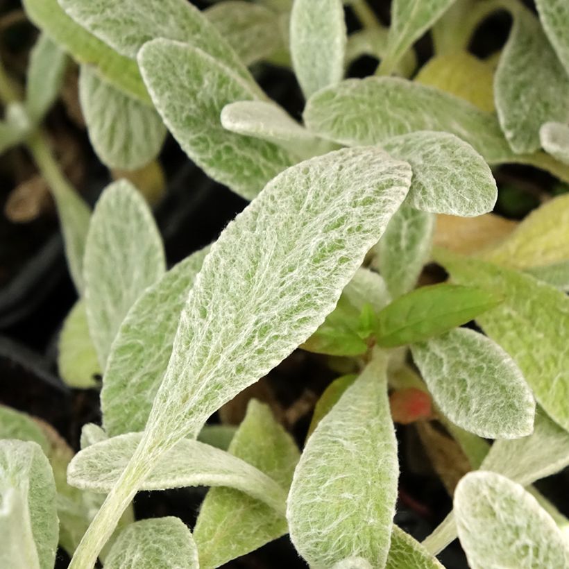 Té de montaña griega - Sideritis syriaca (Follaje)