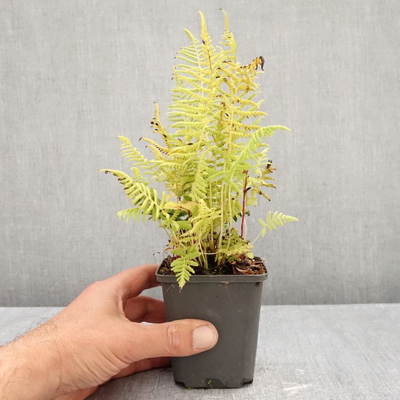 Ejemplar de Thelypteris kunthii - Fougère Godet de 8/9 cm entregado en otoño