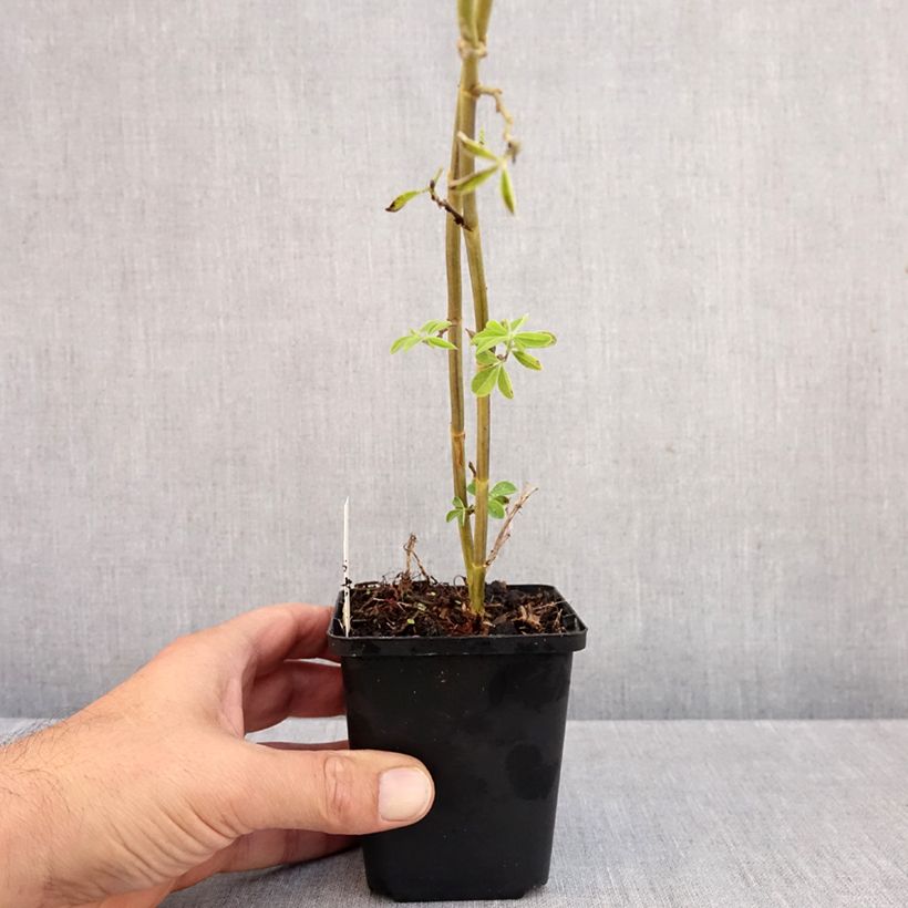Ejemplar de Thermopsis chinensis Maceta de 8/9 cm entregado en otoño