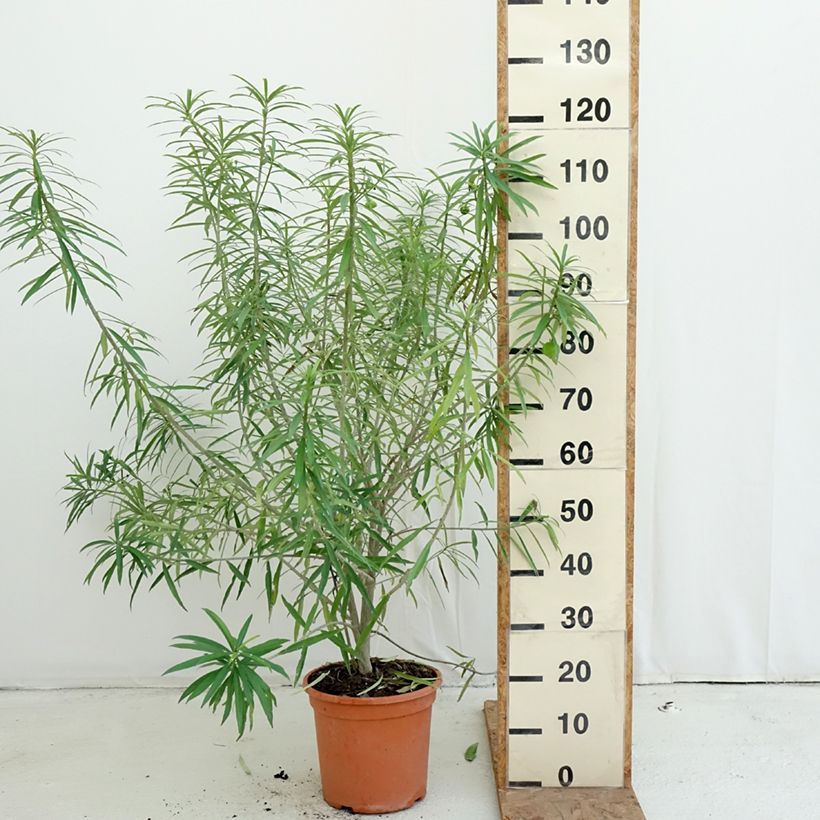 Ejemplar de Thevetia peruviana - Adelfa amarilla Maceta 7,5L/10L entregado en otoño