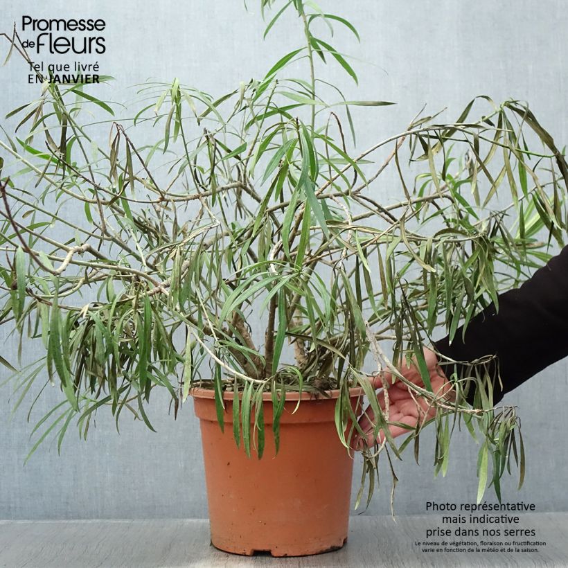 Thevetia peruviana - Adelfa amarilla Maceta 7,5L/10L Ejemplar entregado en invierno