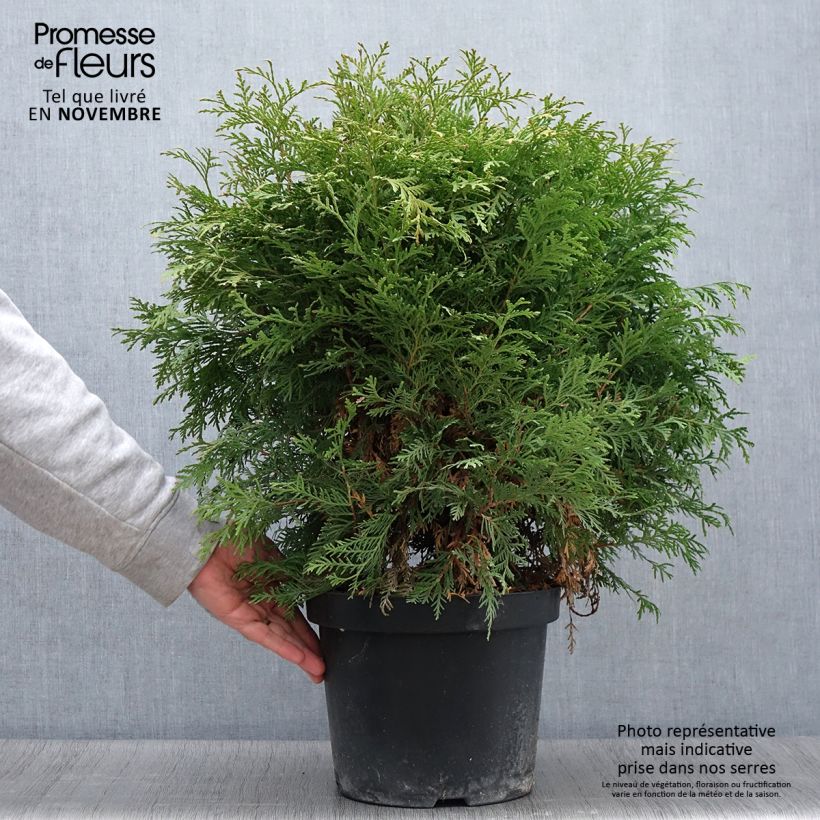Ejemplar de Tuya occidental Danica Aurea Maceta 7,5L/10L entregado en otoño