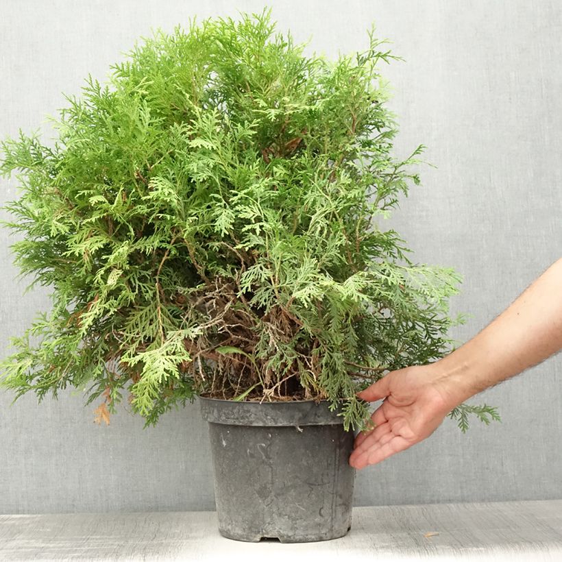 Ejemplar de Tuya occidental Danica Aurea Maceta 7,5L/10L entregado en verano