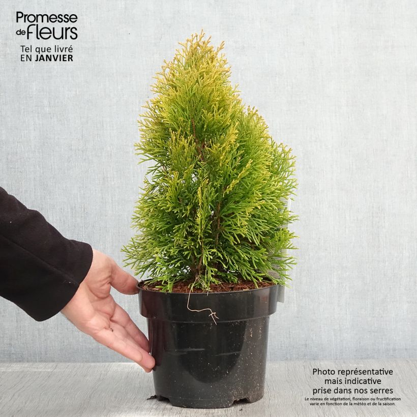 Tuya occidental Golden Smaragd Maceta 2L/3L Ejemplar entregado en invierno