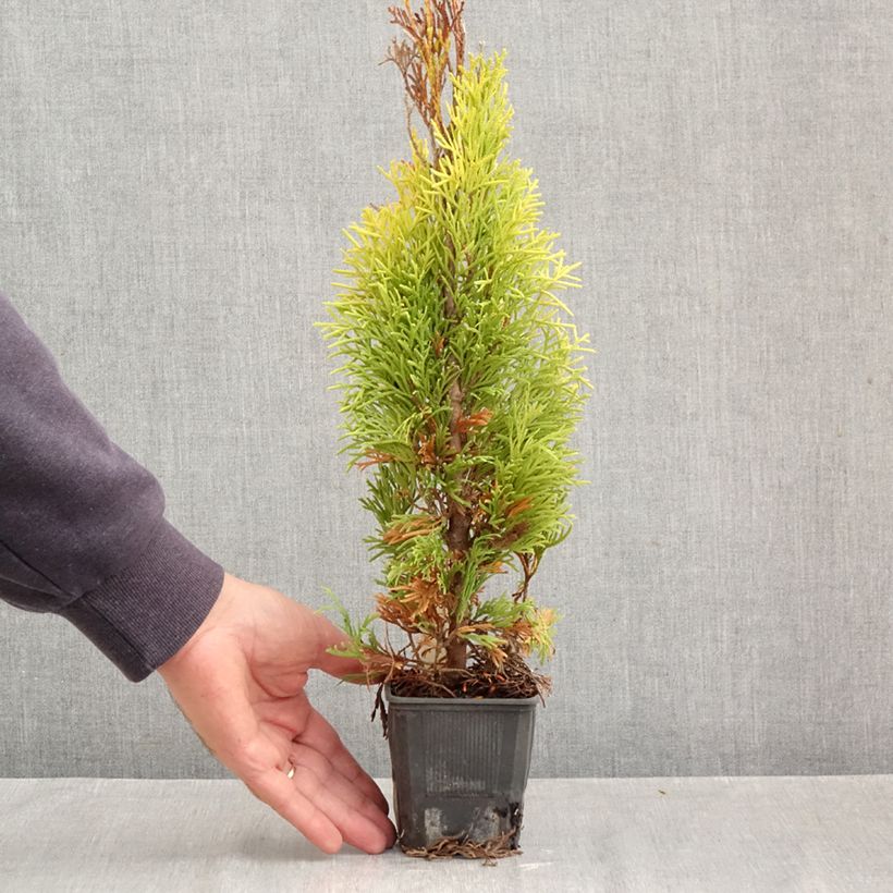 Ejemplar de Tuya occidental Golden Smaragd Maceta de 8/9 cm entregado en otoño