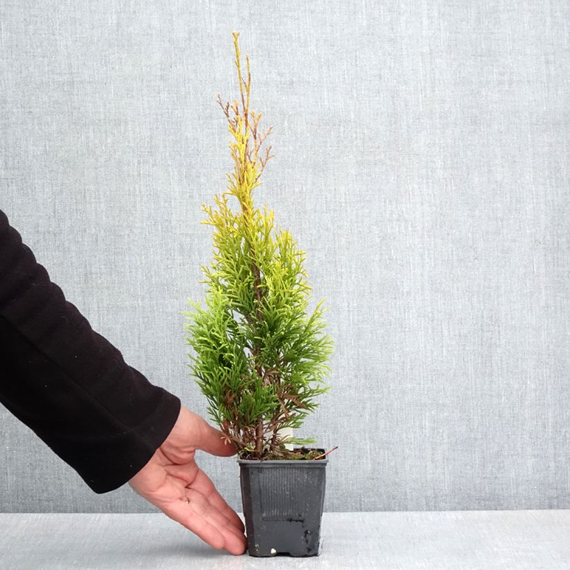 Tuya occidental Golden Smaragd Maceta de 8/9 cm Ejemplar entregado en la primavera