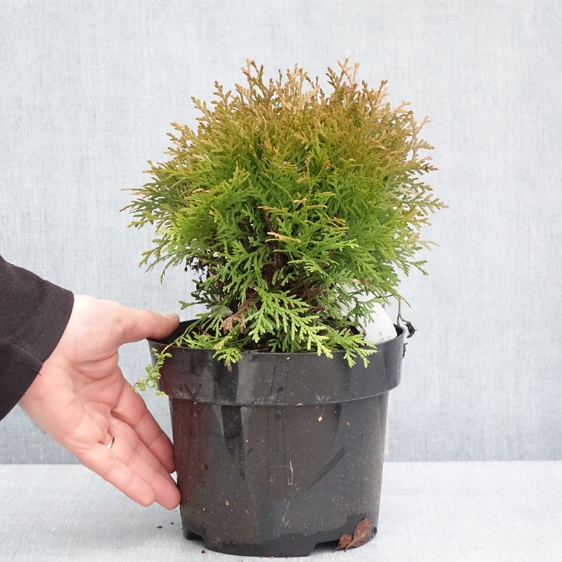 Tuya occidental Mirjam Maceta 2L/3L Ejemplar entregado en invierno