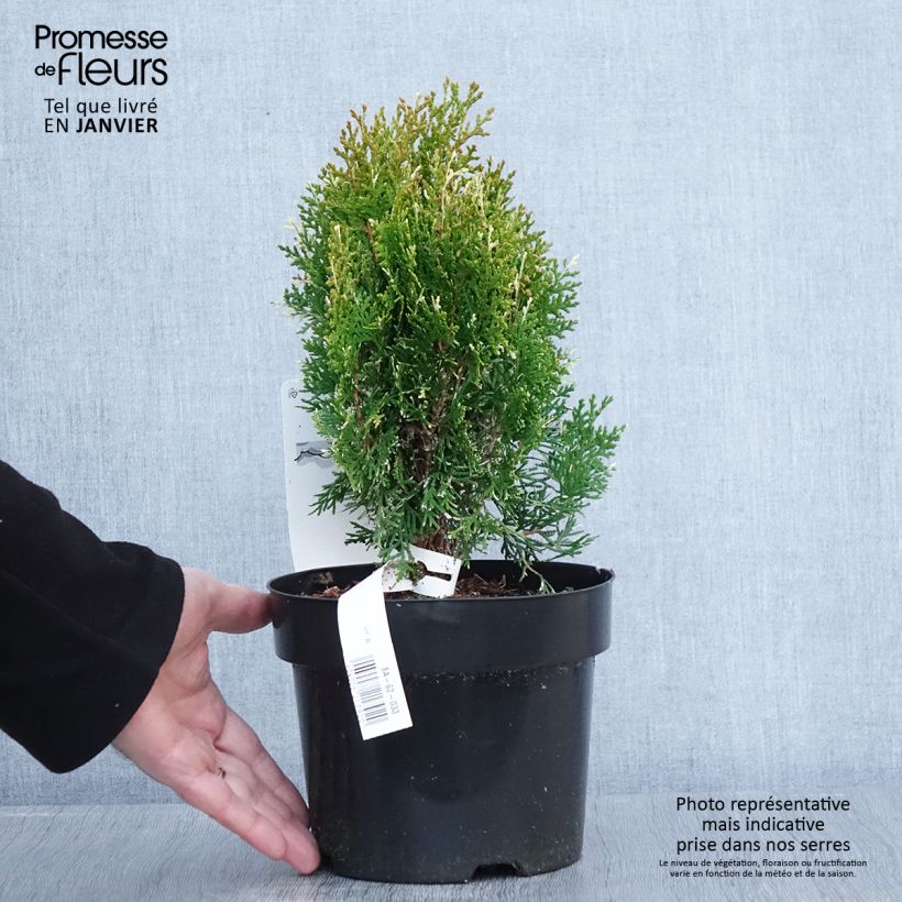 Thuja orientalis Fleck - Tuya oriental Maceta 2L/3L Ejemplar entregado en invierno