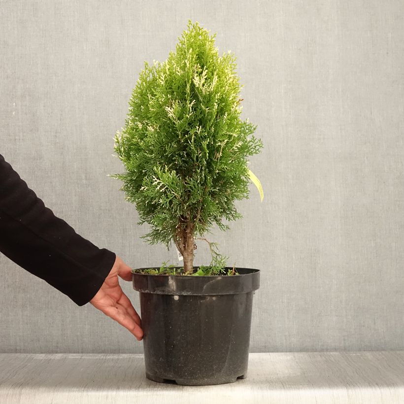 Ejemplar de Thuja orientalis Fleck - Tuya oriental Maceta 7,5L/10L entregado en otoño