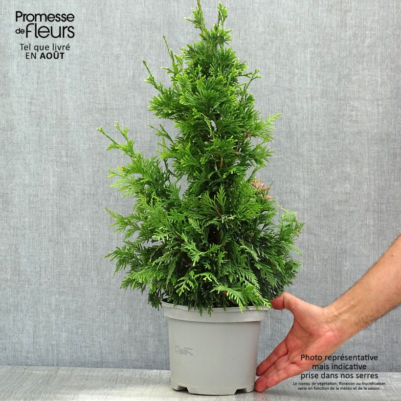 Ejemplar de Thuja plicata Can-can Maceta 2L/3L entregado en verano