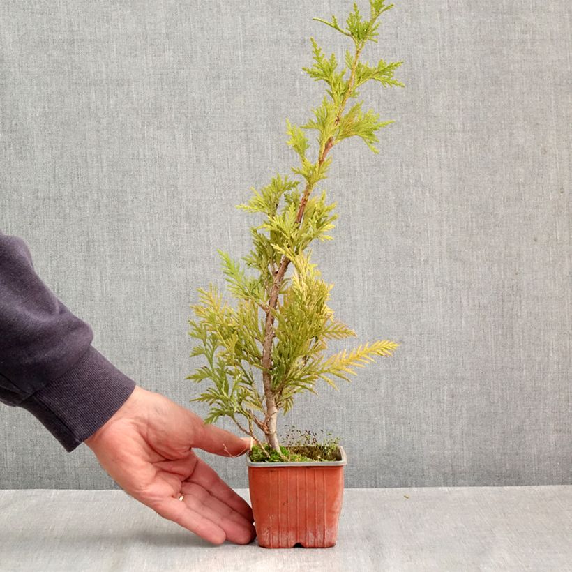 Ejemplar de Thuja plicata Can-can Maceta de 8/9 cm entregado en otoño
