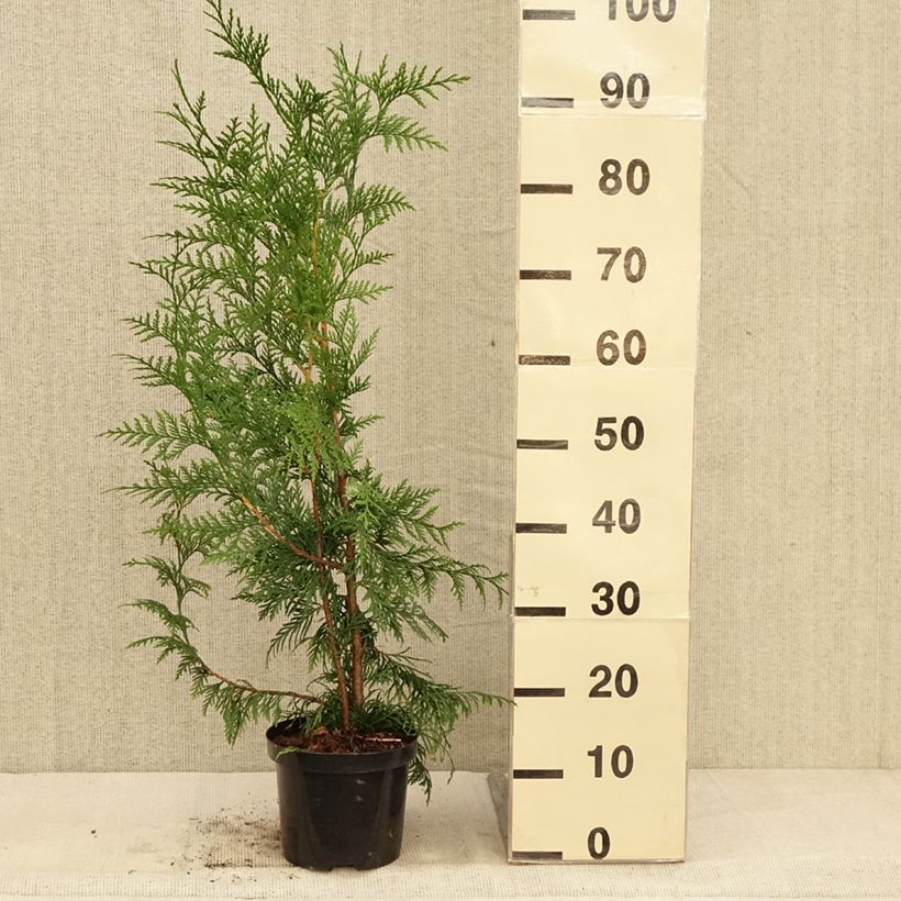 Ejemplar de Thuja plicata Excelsa Maceta 2L/3L entregado en otoño