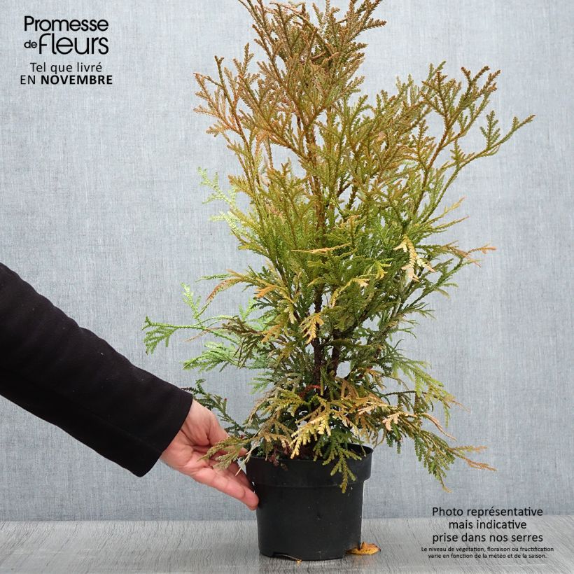 Ejemplar de Thujopsis dolabrata Variegata - Hiba Maceta 2L/3L entregado en otoño