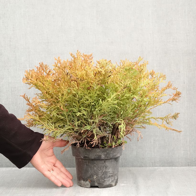 Ejemplar de Thujopsis dolobrata Nana - Hiba Maceta 2L/3L entregado en otoño