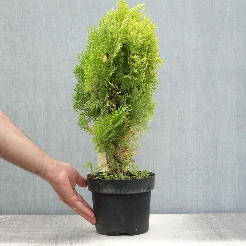 Ejemplar de Platycladus orientalis Aurea Nana - Árbol de la vida Maceta 2L/3L entregado en verano