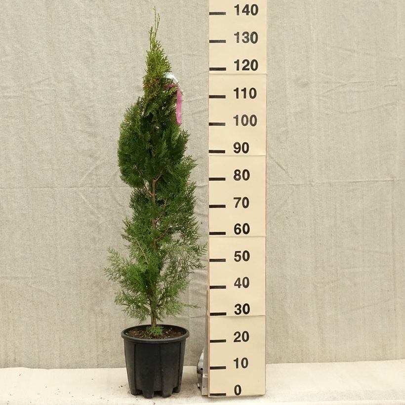 Thuja orientalis Pyramidalis Aurea - Tuya oriental Maceta 7,5L/10L Ejemplar entregado en la primavera