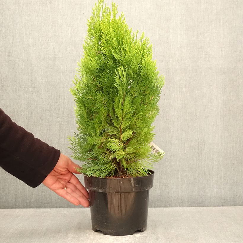 Thuja orientalis Pyramidalis Aurea - Tuya oriental Maceta 2L/3L Ejemplar entregado en la primavera