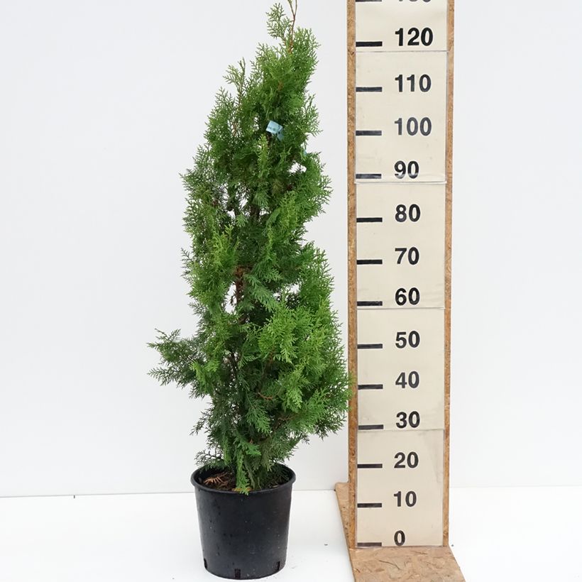 Ejemplar de Thuja orientalis Pyramidalis Aurea - Tuya oriental Maceta 7,5L/10L entregado en otoño