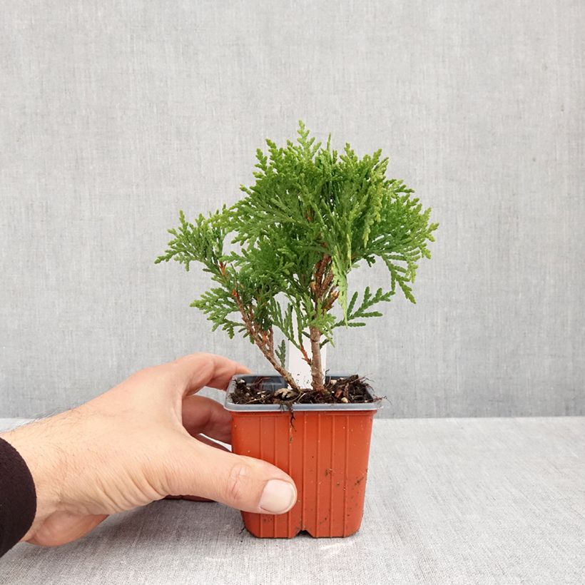 Ejemplar de Tuya occidental Danica Maceta de 8/9 cm entregado en otoño