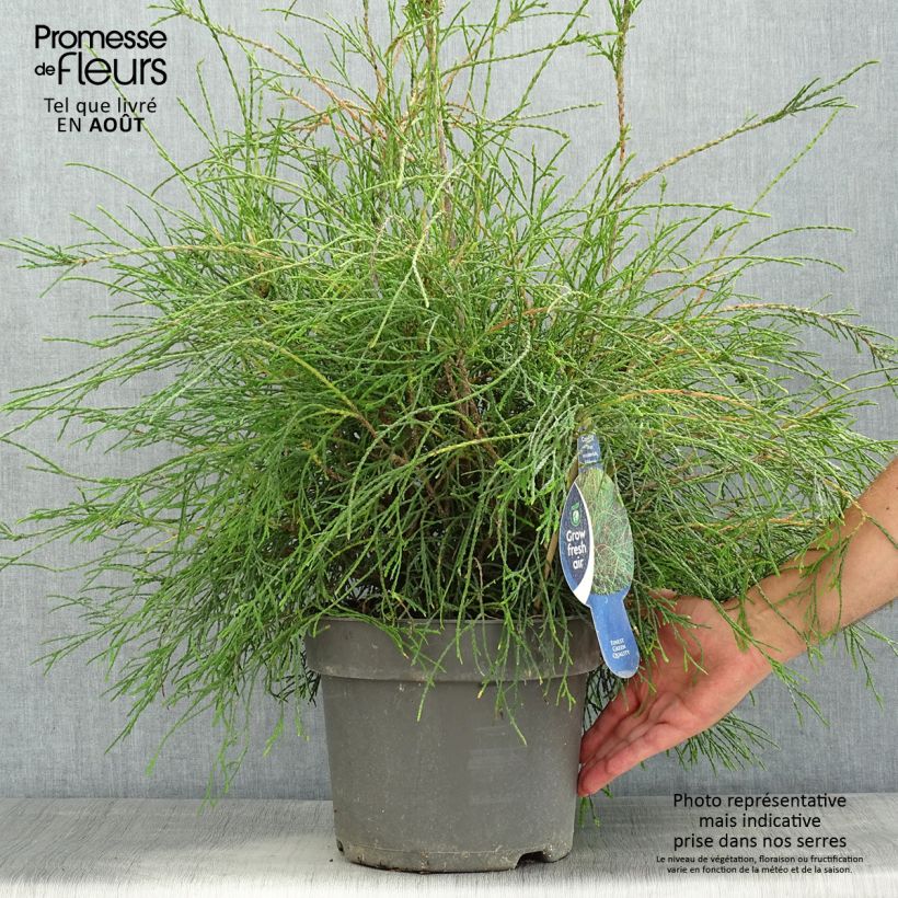 Ejemplar de Tuya occidental Filiformis Maceta 7,5L/10L entregado en verano