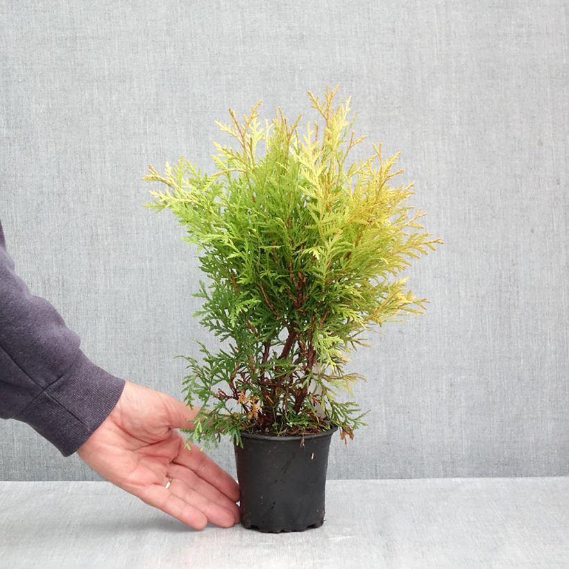 Ejemplar de Tuya occidental Globosa Aurea Maceta de 8/9 cm entregado en otoño