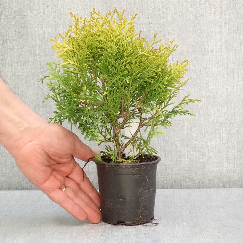 Tuya occidental Globosa Aurea Maceta de 8/9 cm Ejemplar entregado en la primavera
