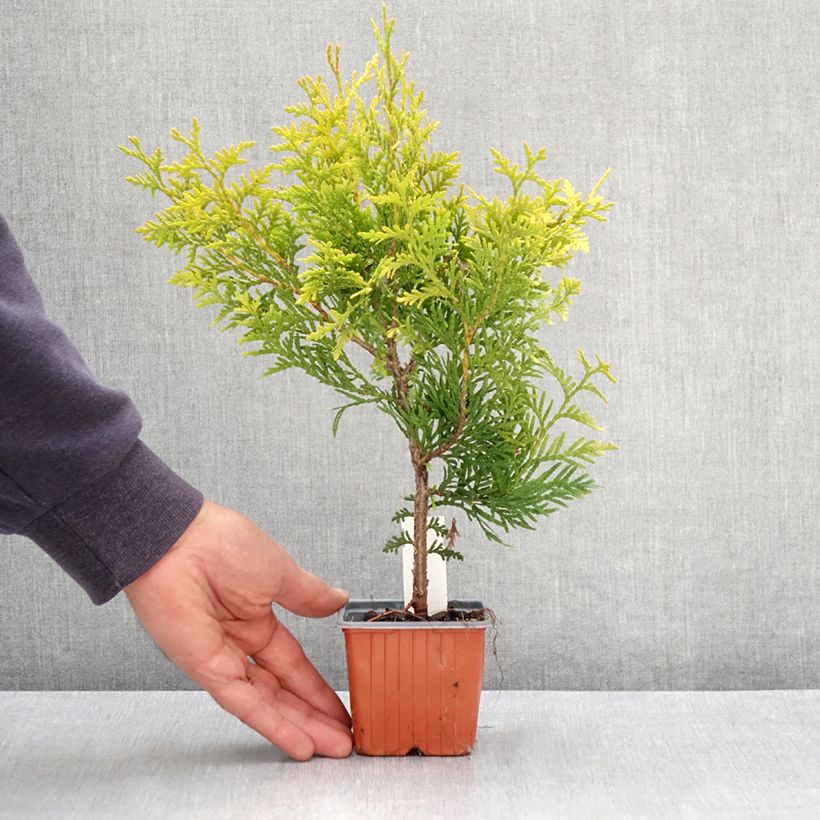 Tuya occidental Golden Brabant Maceta de 8/9 cm Ejemplar entregado en la primavera