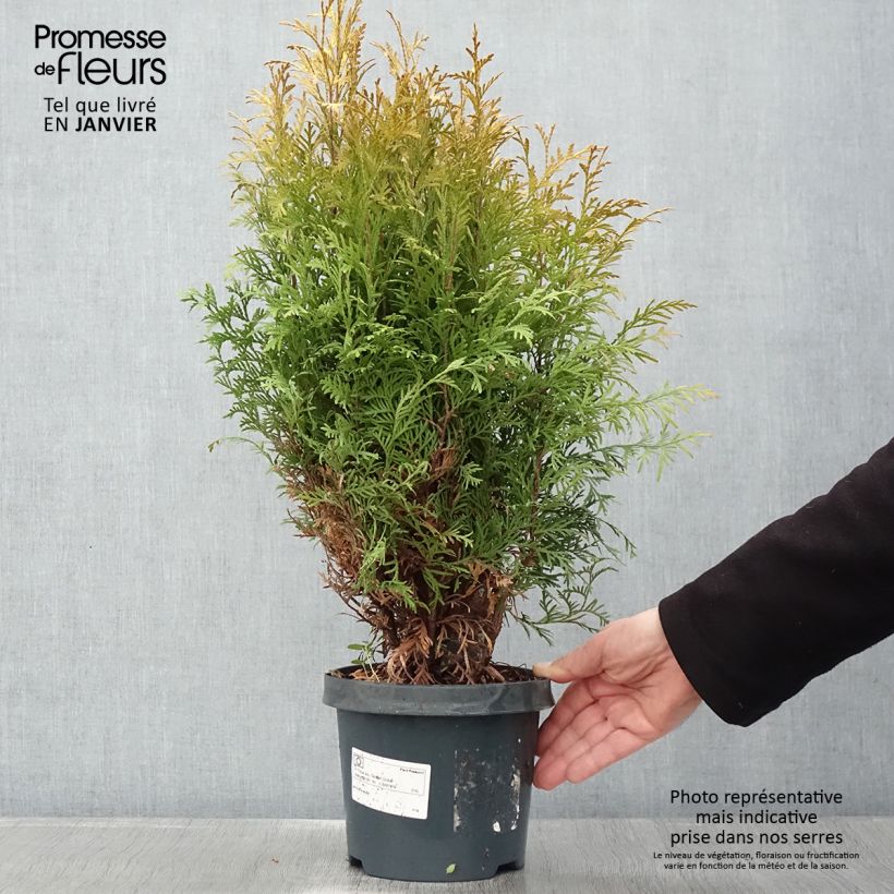 Tuya occidental Golden Globe Maceta 2L/3L Ejemplar entregado en invierno