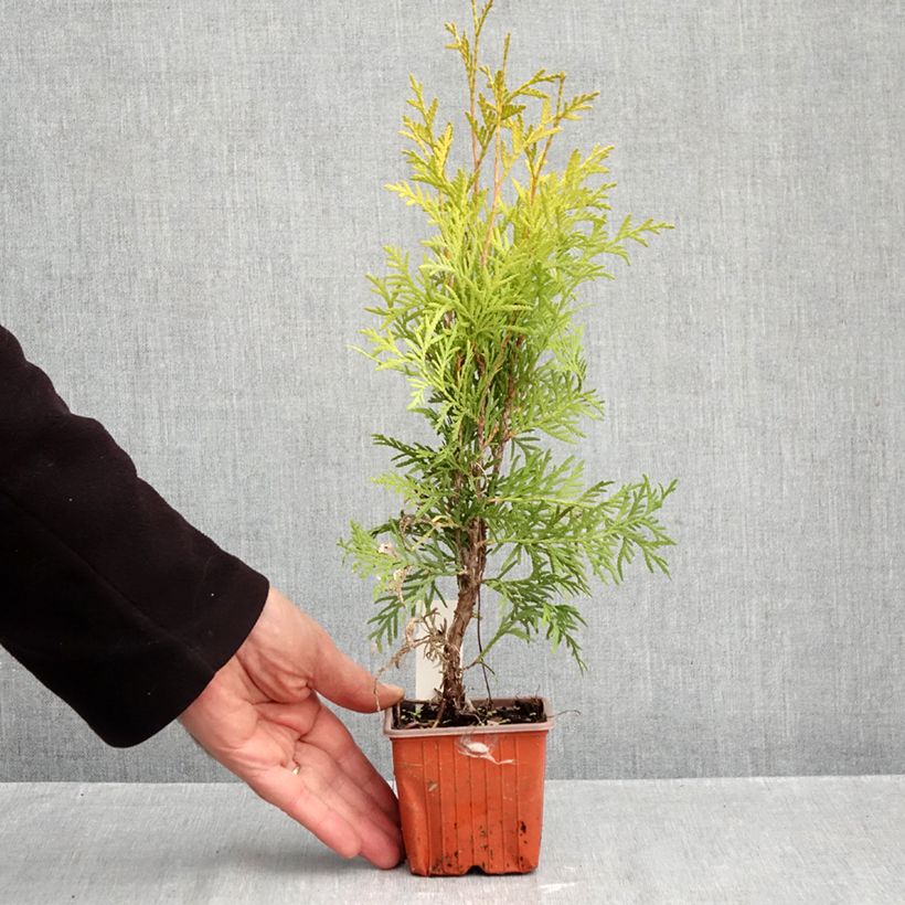 Ejemplar de Tuya occidental Golden Globe Maceta de 8/9 cm entregado en otoño