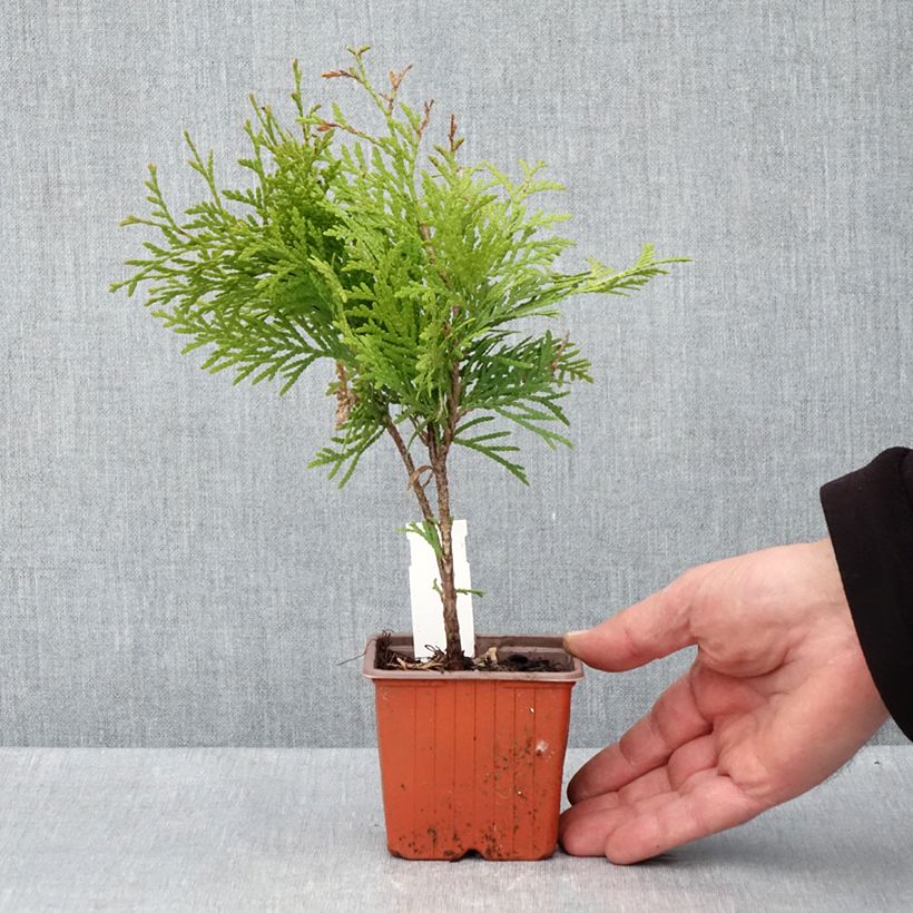 Tuya occidental Golden Globe Maceta de 8/9 cm Ejemplar entregado en la primavera