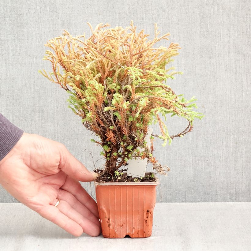 Ejemplar de Tuya occidental Golden Tuffet Maceta de 8/9 cm entregado en otoño