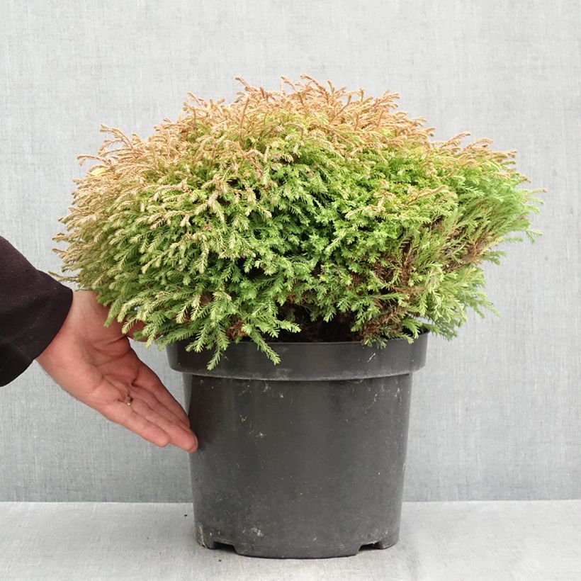 Ejemplar de Tuya occidental Golden Tuffet Maceta 7,5L/10L entregado en otoño