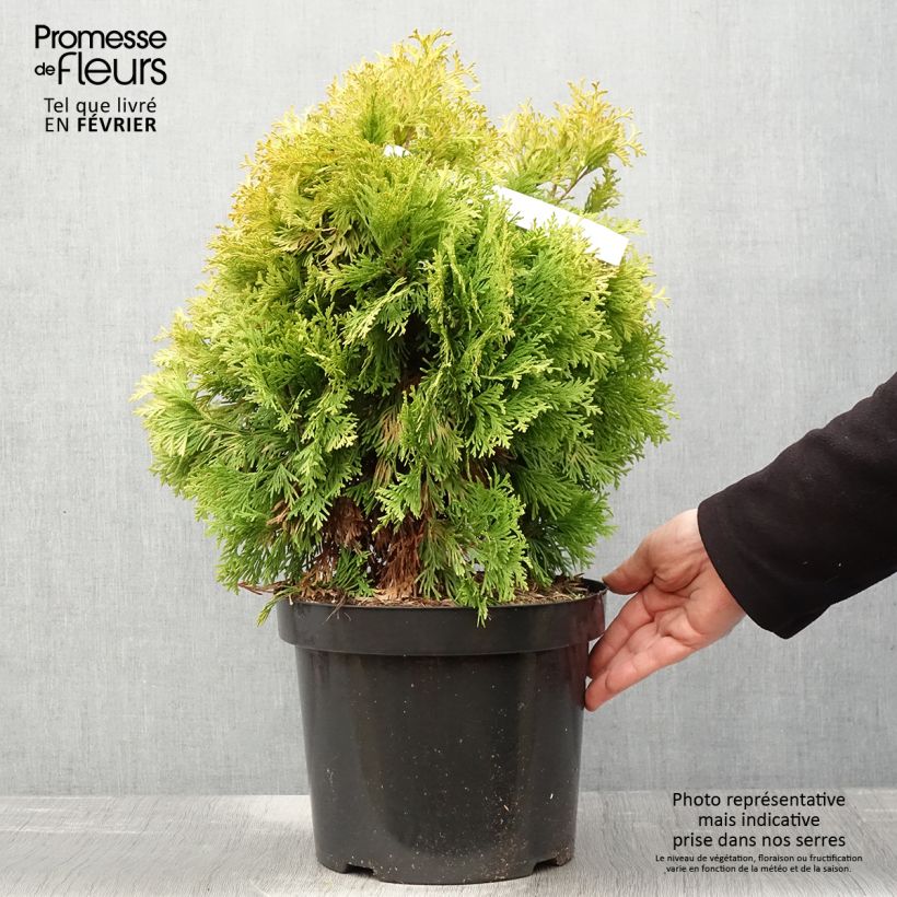 Tuya occidental Jantar Maceta 7,5L/10L Ejemplar entregado en invierno