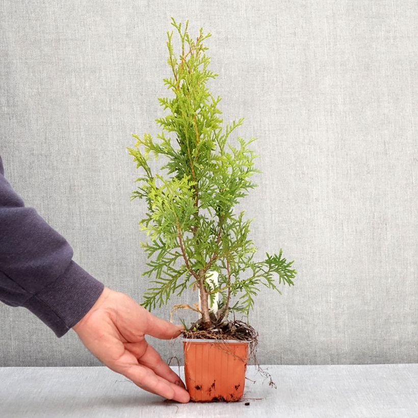 Tuya occidental King of Brabant Maceta de 8/9 cm Ejemplar entregado en la primavera