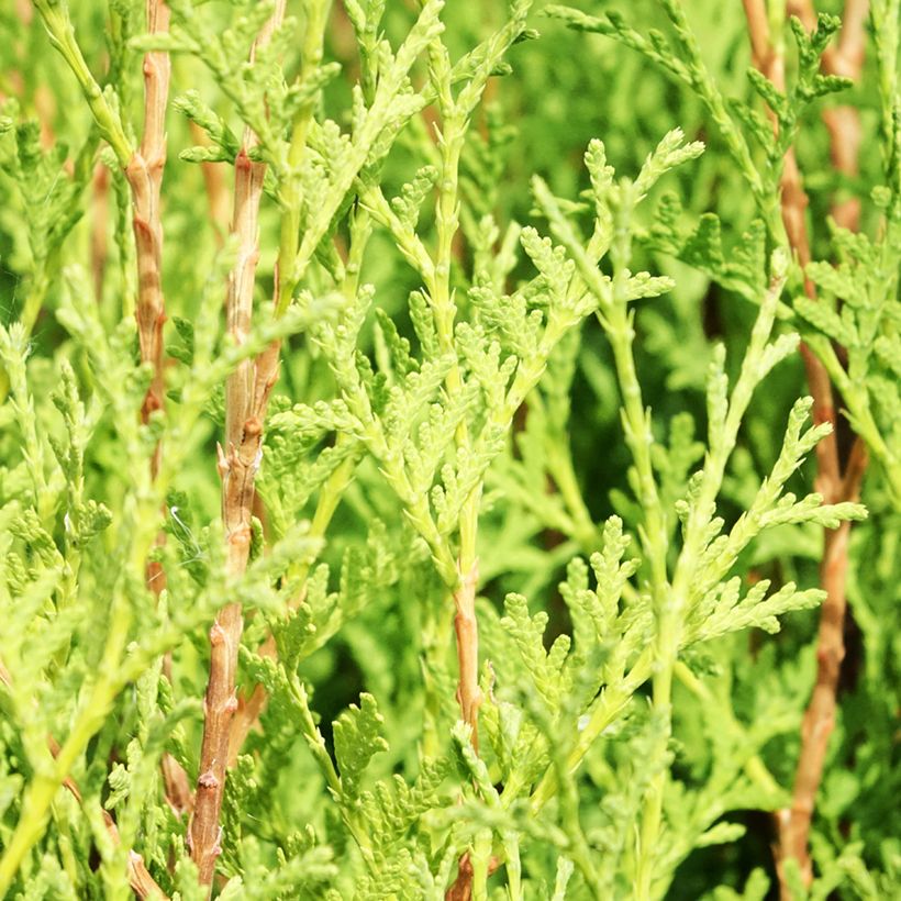 Tuya occidental Malonyana Aurea (Follaje)