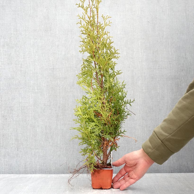 Tuya occidental Malonyana Aurea Maceta de 8/9 cm Ejemplar entregado en invierno