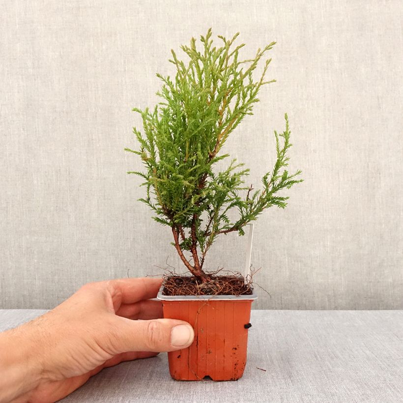 Tuya occidental Mr Bowling Ball Maceta de 8/9 cm Ejemplar entregado en la primavera