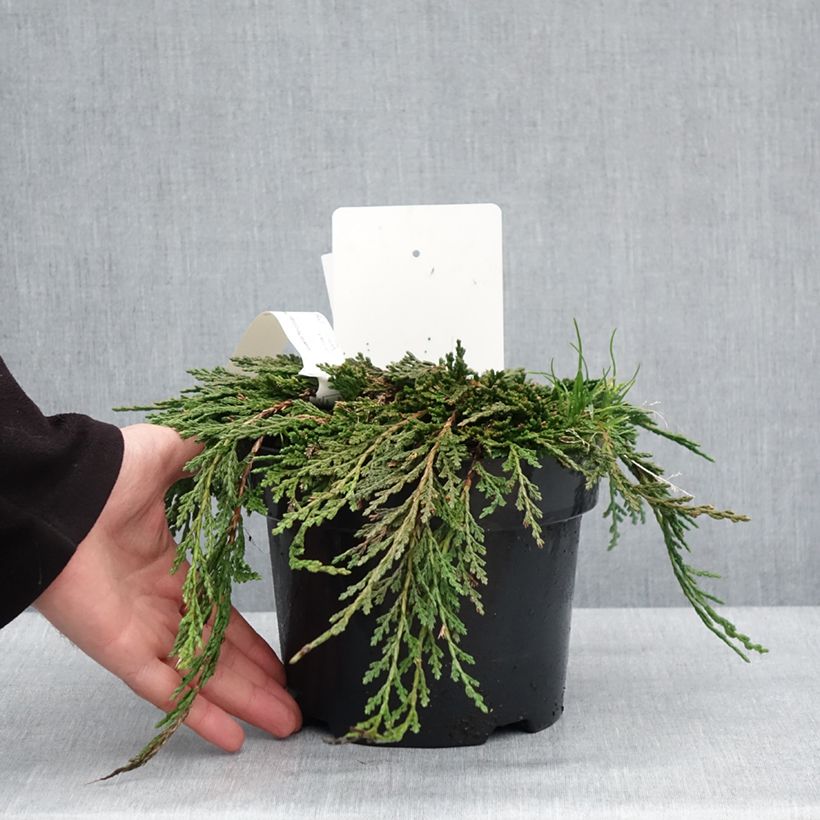 Tuya occidental Pancake Concesarini Maceta 2L/3L Ejemplar entregado en invierno