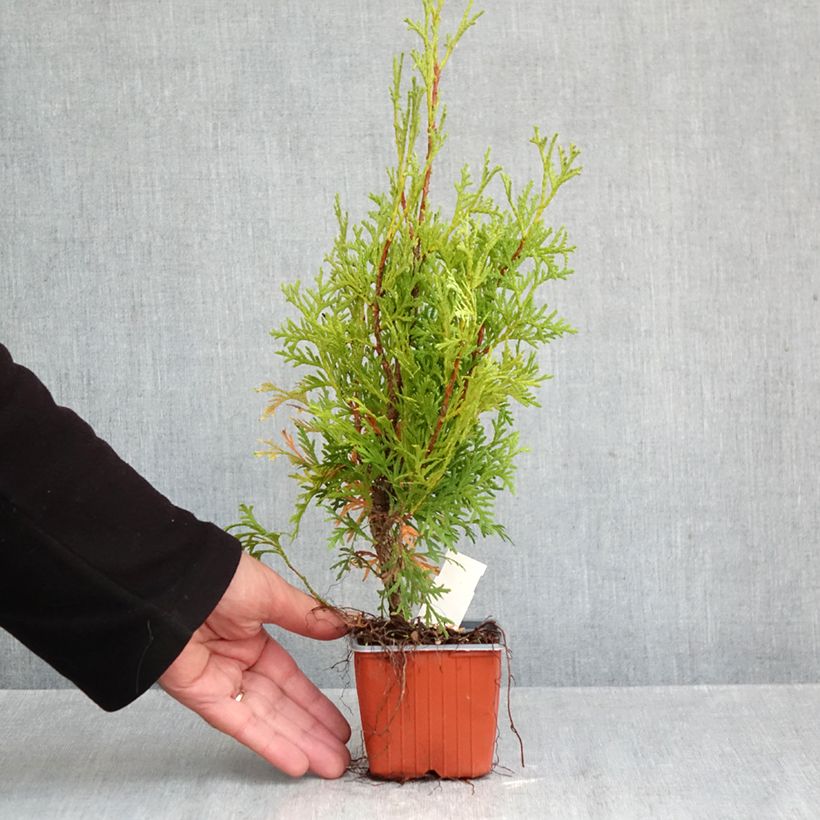 Ejemplar de Tuya occidental Pyramidalis Compacta Maceta de 8/9 cm entregado en otoño